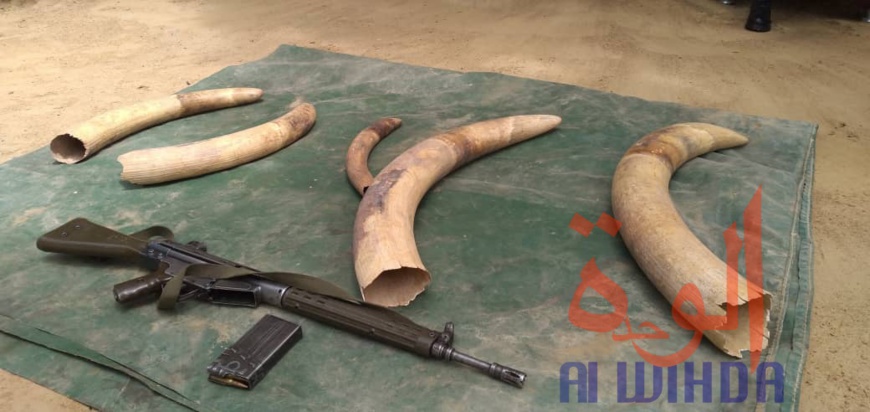 Tchad : la Garde forestière et faunique met la main sur des braconniers Tchad : la Garde forestière et faunique met la main sur des braconniers