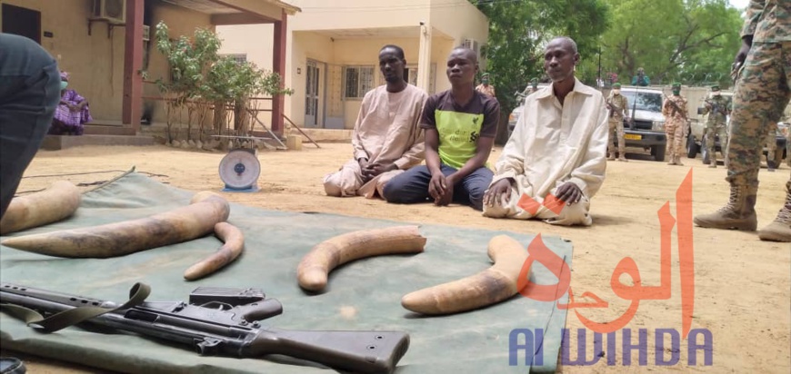 Tchad : la Garde forestière et faunique met la main sur des braconniers Tchad : la Garde forestière et faunique met la main sur des braconniers