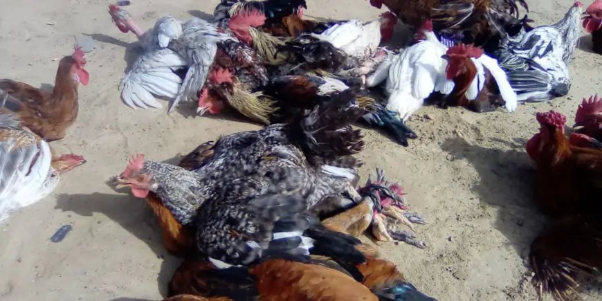 Tchad : à N'Djamena, le prix des volailles de plus en plus cher pour les consommateurs. © Mahamat Abdramane Ali Kitire/Alwihda Info