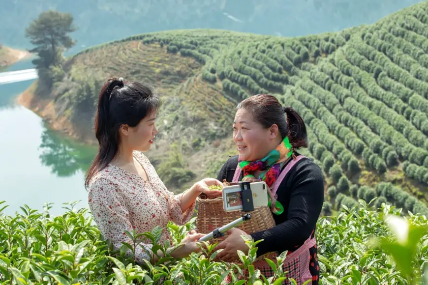 Yu Lu, a Chinese language teacher from a primary school in Chun'an county, east China's Zhejiang province introduces how tea leaves are picked to her students in a livestreamed class, March 19, 2020. By Mao Yongfeng, People's Daily Online