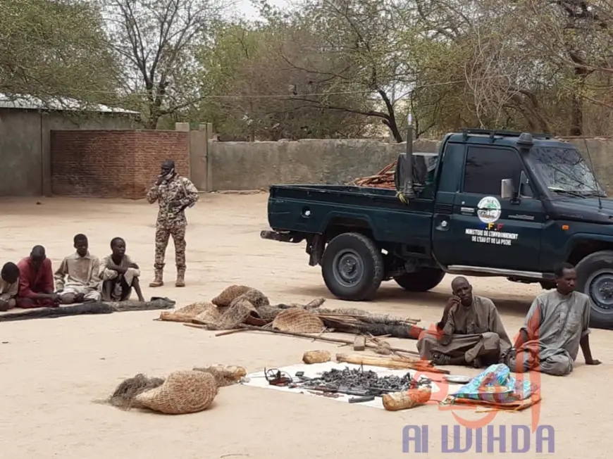 Tchad : braconnage d'espèces protégées, sept individus arrêtés au Ouaddaï