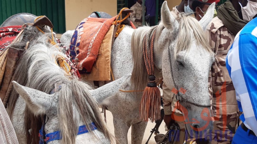 Tchad : braconnage d'espèces protégées, sept individus arrêtés au Ouaddaï