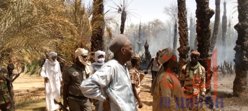 Tchad : des palmeraies ravagées par un incendie à Faya Tchad : des palmeraies ravagées par un incendie à Faya