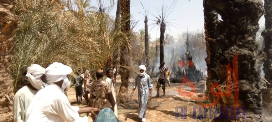 Tchad : des palmeraies ravagées par un incendie à Faya Tchad : des palmeraies ravagées par un incendie à Faya