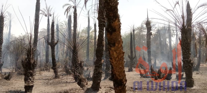 Tchad : des palmeraies ravagées par un incendie à Faya Tchad : des palmeraies ravagées par un incendie à Faya