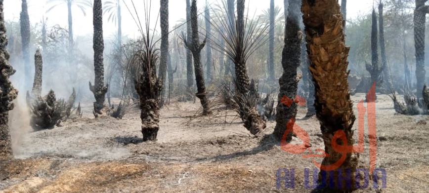 Tchad : des palmeraies ravagées par un incendie à Faya Tchad : des palmeraies ravagées par un incendie à Faya