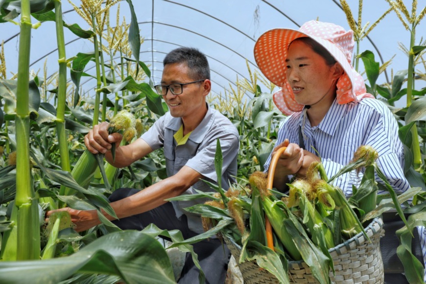 Farmers of a cooperative in Leyu township, Zhangjiakang pluck corns on May 13. Photo by Shi Bairong/People’s Daily Online Farmers of a cooperative in Leyu township, Zhangjiakang pluck corns on May 13. Photo by Shi Bairong/People’s Daily Online