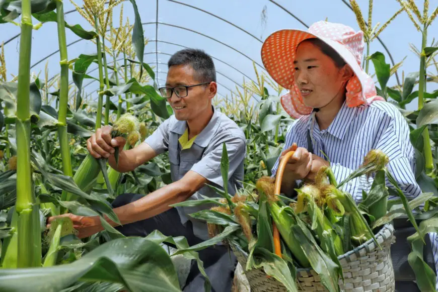 Farmers of a cooperative in Leyu township, Zhangjiakang pluck corns on May 13. Photo by Shi Bairong/People’s Daily Online