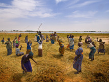 L'agriculture emploie 60% de la main d'oeuvre en Afrique
