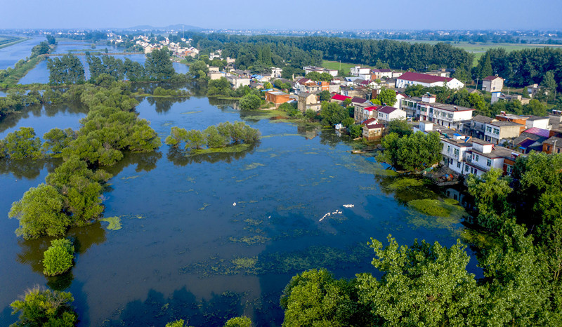 Photo taken on June 25 shows the Yangliu wetland in Baihu township, Lujiang county, Hefei, East China’s Anhui Province. Photo by Zuo Xuechang/People’s Daily Online