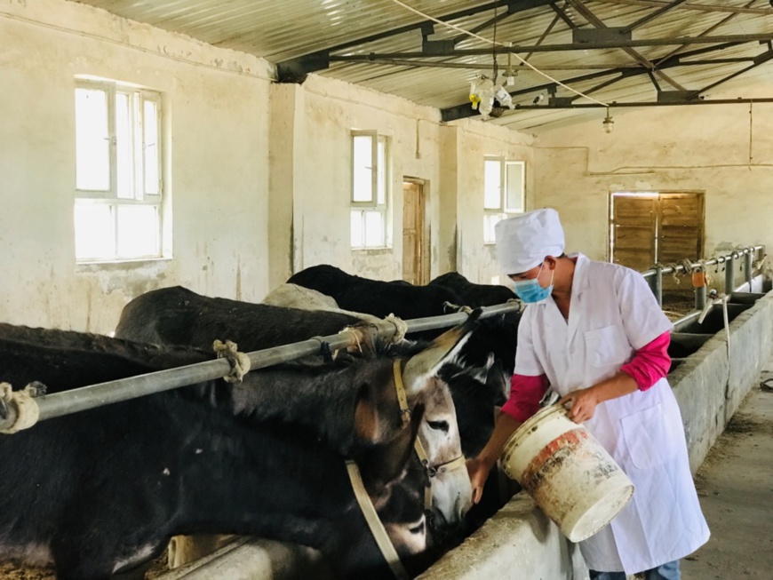Mamat feeds donkeys at his cooperative. Photo by Aerdake, People’s Daily