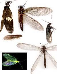 N'djamena envahi par des insectes et la mairie n'a pas l'air de réagir N'djamena envahi par des insectes et la mairie n'a pas l'air de réagir