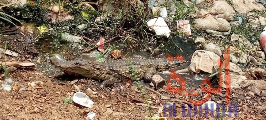 Tchad : des crocodiles sèment la panique à N'Djamena