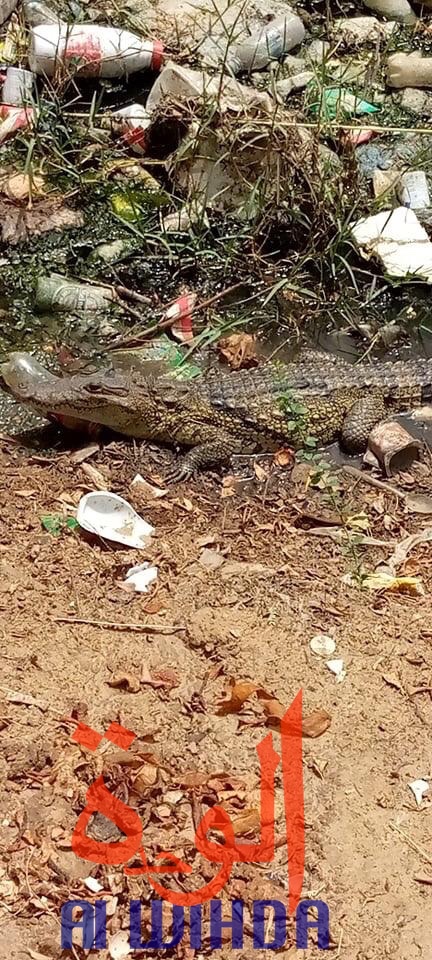 Tchad : des crocodiles sèment la panique à N'Djamena