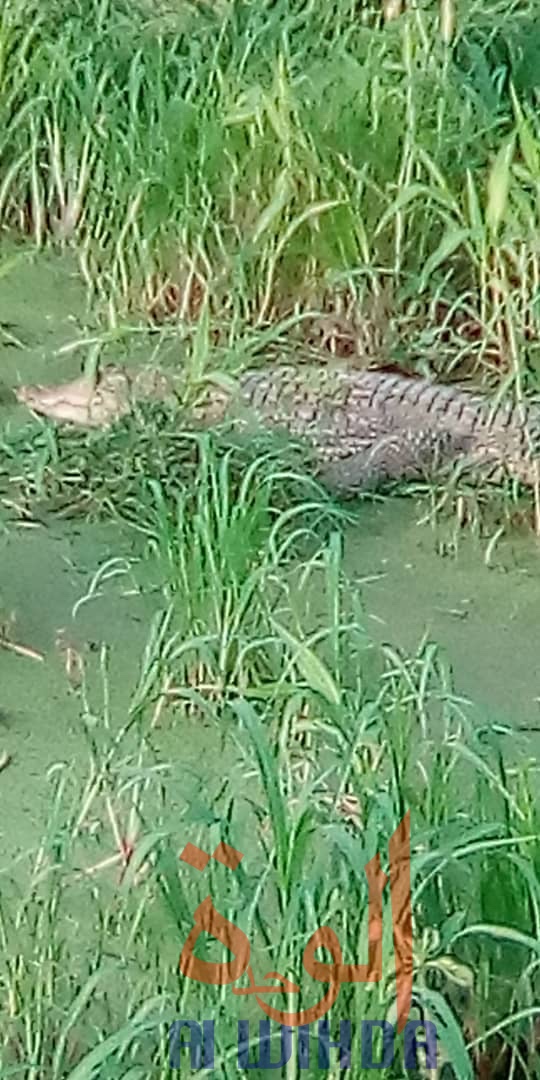 Tchad : des crocodiles sèment la panique à N'Djamena Tchad : des crocodiles sèment la panique à N'Djamena