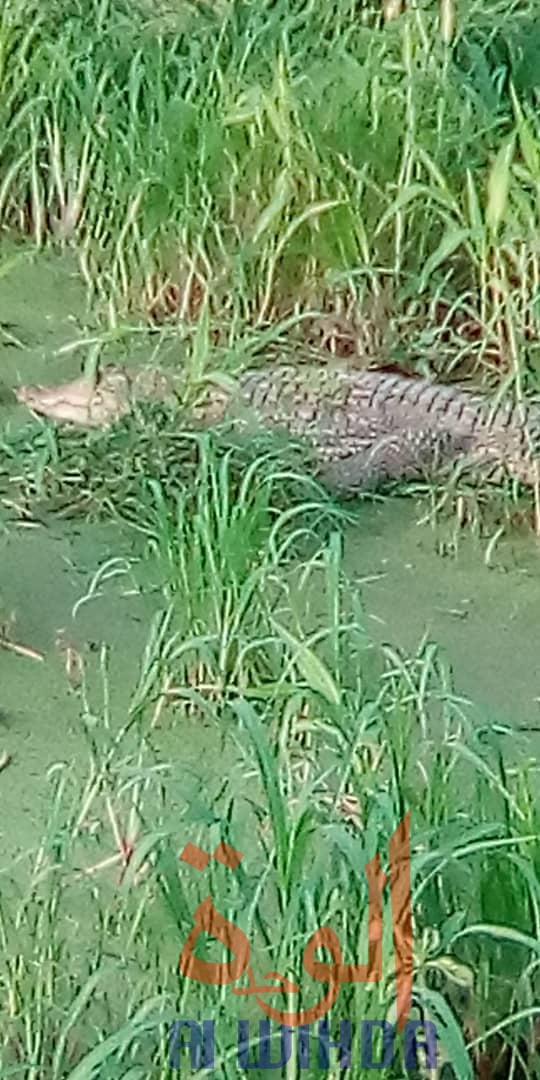 Tchad : des crocodiles sèment la panique à N'Djamena