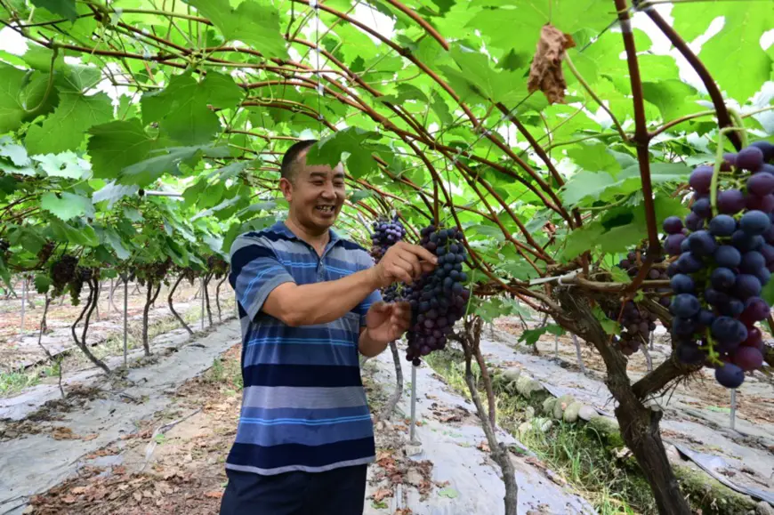 Zhang Yuanchao picks grapes in his grape orchard. (File photo)