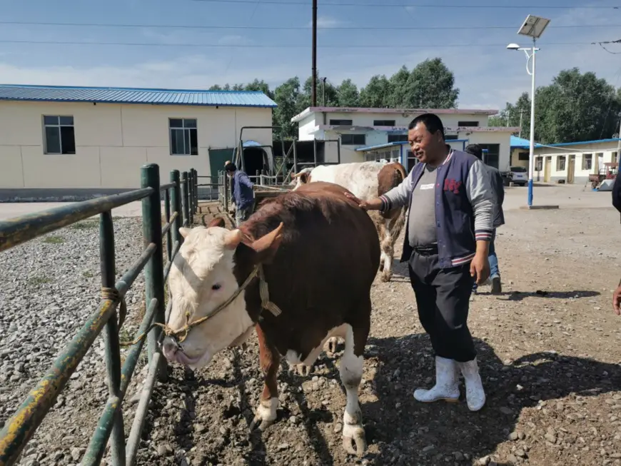Ma Manai checks the condition of cattle. People’s Daily/Wang Jintao