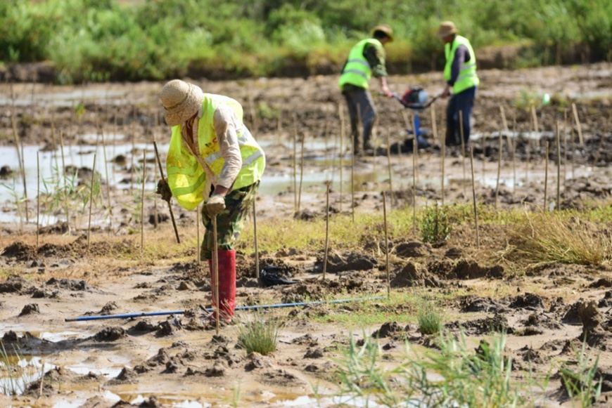 Staff members plant mangrove plants on a mud flat in Hainan Dongzhaigang National Nature Reserve, South China’s Hainan Province on July 11. Photo by Meng Zhongde/ People’s Daily Online