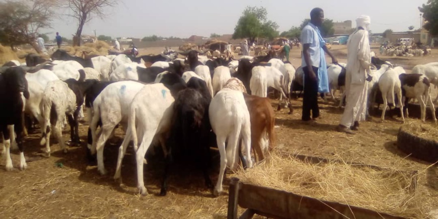 Tchad : hausse des prix de moutons à l'approche de l'Aïd el-Kebir. © Mahamat Abdramane Ali Kitire/Alwihda Info