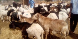 Tchad : hausse des prix de moutons à l'approche de l'Aïd el-Kebir. © Mahamat Abdramane Ali Kitire/Alwihda Info