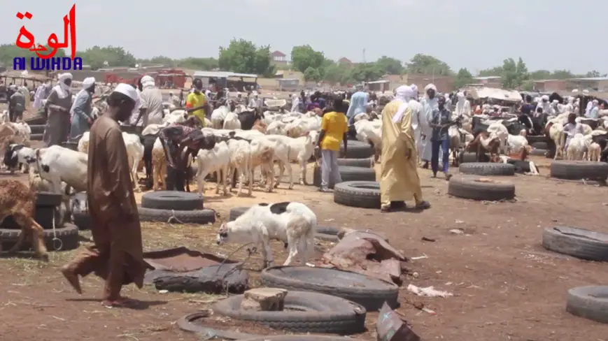 Un marché de bétail à N'Djamena, au Tchad. © Kelvin Djetoyo/Alwihda Info