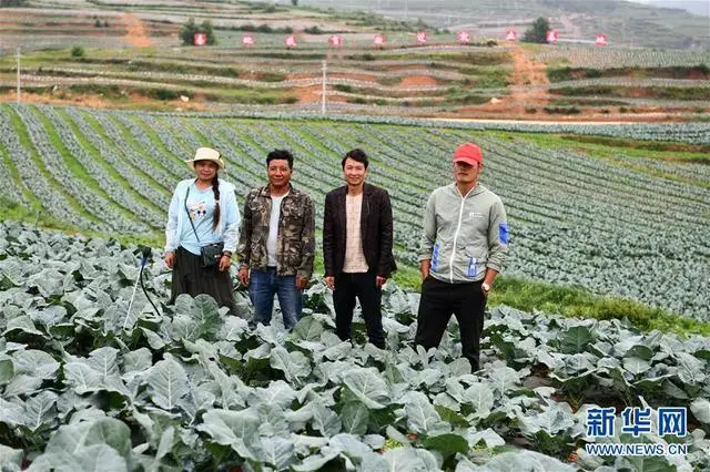 He Xianchao (second from right), farmer in Weining County, Guizhou Province, took a group photo with other relocated households in their joint vegetable base (photo taken on June 17). Photo by Xinhua News Agency