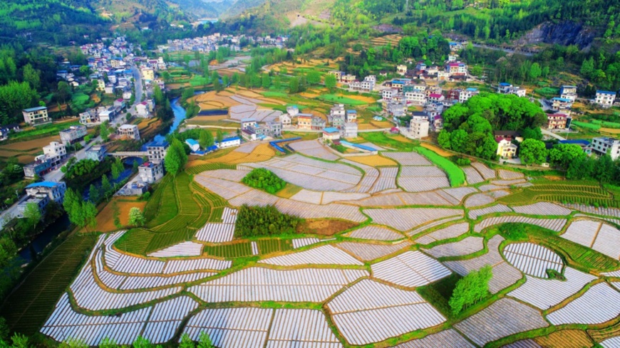 The chili pepper field, which covers 13.33 hectares of land in Baixiang village, Longtan township of Youyang Tujia-Miao Autonomous County, southwest China's Chongqing municipality presents a picturesque image with local houses, April 14. Photo by Chen Bisheng/People's Daily Online