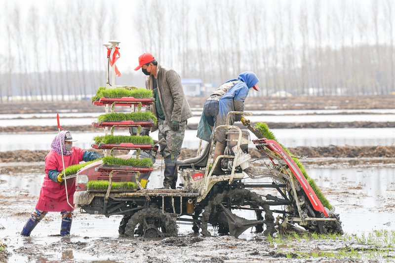 Farmers place rice seedlings on a smart autopilot transplanting machine guided by the BeiDou Navigation Satellite System in northeast China's Heilongjiang province, May 3. (People's Daily Online/Liu Shuaiye)