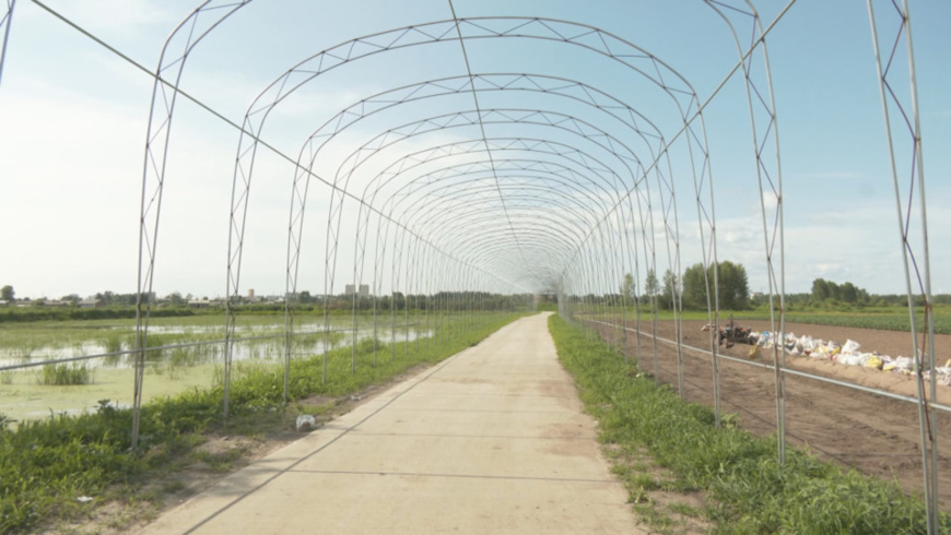 Photo shows a 300-meter ecological sightseeing corridor of Manjianghong village. (Photo/WeChat account of the publicity department of CPC Tieli municipal committee) Photo shows a 300-meter ecological sightseeing corridor of Manjianghong village. (Photo/WeChat account of the publicity department of CPC Tieli municipal committee)