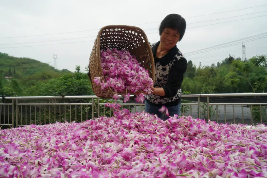 A farmer dries Dendrobium nobile Lindl in Chishui, southwest China's Guizhou province, May 12. The city has cultivated 6,000 hectares of the plant to boost the industry and the income of local residents as the plant boasts a high value in both medical use and sightseeing. Photo by Zhang Peng/People's Daily Online