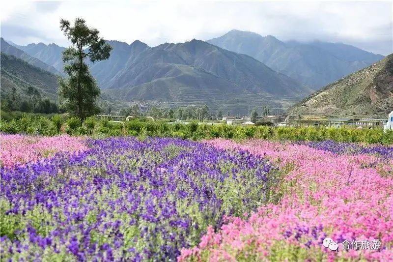 Photo shows the flower sea scenic area in Shanglha village of Kamanga township, Hezuo, Gannan Tibetan autonomous prefecture in northwest China's Gansu province. Photo from the official account of Hezuo's tourism department on WeChat