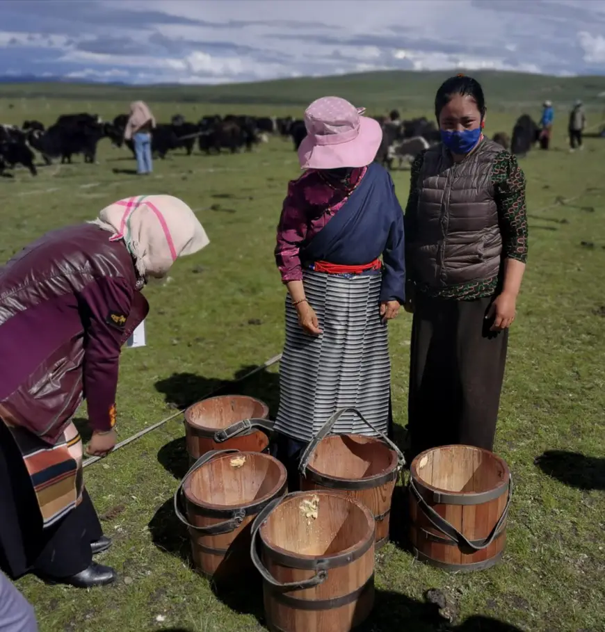 Herdswomen are busy working. (Photo by Li Changyu/People’s Daily)