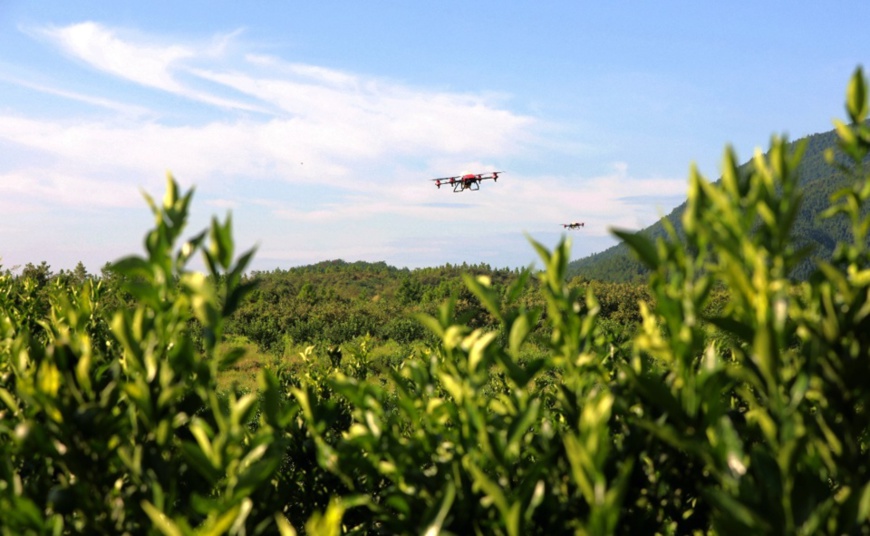 Agricultural drones are spraying chemicals for pomelo trees in Jishui county, east China's Jiangxi province. Photo by Liao Min/People's Daily Online Agricultural drones are spraying chemicals for pomelo trees in Jishui county, east China's Jiangxi province. Photo by Liao Min/People's Daily Online