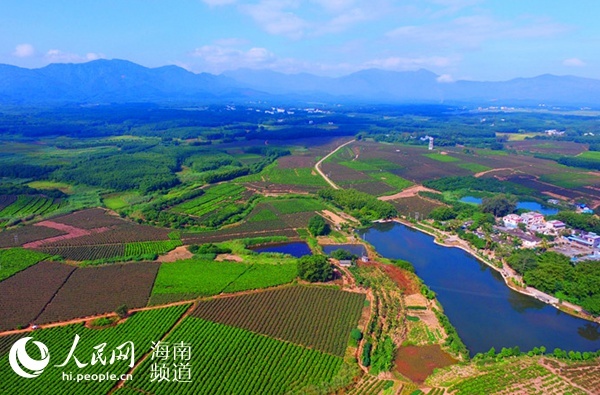 Tea gardens in Baisha Photo: People's Daily Online Tea gardens in Baisha Photo: People's Daily Online