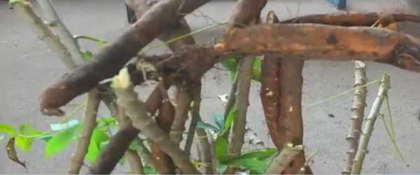 Tchad : une coopérative veut révolutionner la culture du manioc pour améliorer les conditions de vie Tchad : une coopérative veut révolutionner la culture du manioc pour améliorer les conditions de vie
