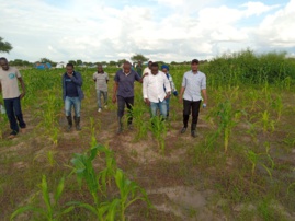 Tchad : Les jeunes s'investissent dans l'agriculture et relèvent les défis