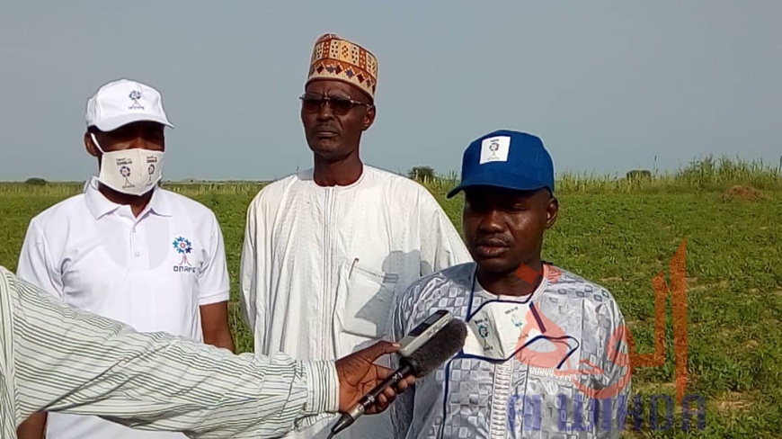 Tchad : au Ouaddaï, une production en hausse pour des bénéficiaires de crédit agricole. © Abba Issa/Alwihda Info Tchad : au Ouaddaï, une production en hausse pour des bénéficiaires de crédit agricole. © Abba Issa/Alwihda Info