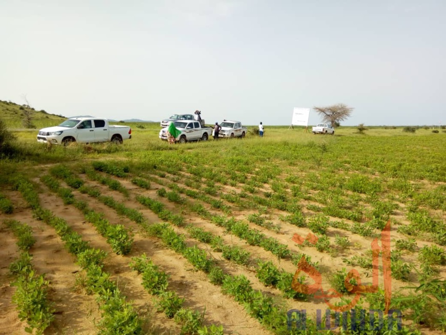 Tchad : au Ouaddaï, une production en hausse pour des bénéficiaires de crédit agricole. © Abba Issa/Alwihda Info Tchad : au Ouaddaï, une production en hausse pour des bénéficiaires de crédit agricole. © Abba Issa/Alwihda Info