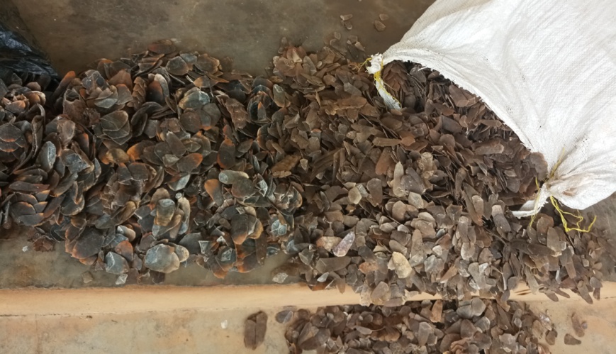Les écailles de pangolin saisies.