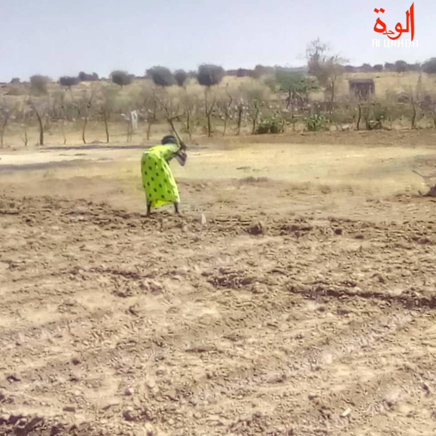 La culture maraichère au Tchad. © Abba Issa/Alwihda Info