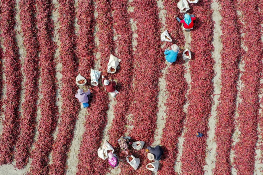 Farmers dry, sort and pack chilies in a village in Wulanzaigesen township, Bohu county, northwest China's Xinjiang Uygur Autonomous Region, Sept. 28. Photo by Nian Lei, People’s Daily Online Farmers dry, sort and pack chilies in a village in Wulanzaigesen township, Bohu county, northwest China's Xinjiang Uygur Autonomous Region, Sept. 28. Photo by Nian Lei, People’s Daily Online