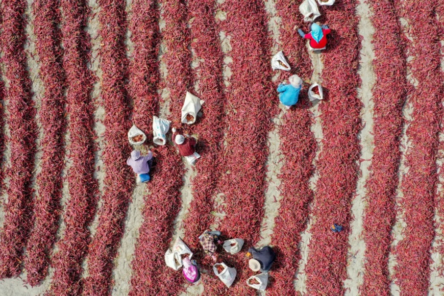 Farmers dry, sort and pack chilies in a village in Wulanzaigesen township, Bohu county, northwest China's Xinjiang Uygur Autonomous Region, Sept. 28. Photo by Nian Lei, People’s Daily Online