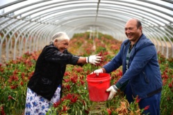 Farmers harvest chilies in Yengisar county, Xinjiang Uygur autonomous region, Sept. 19. Photo by Zhu Zhenqiang, People’s Daily Online