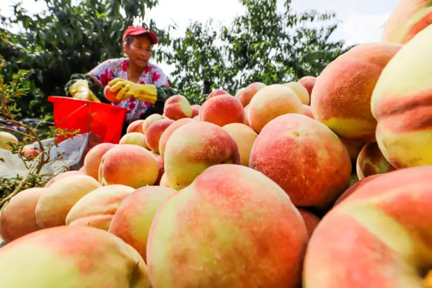A villager harvests peaches in Dongjiuzhai village, Dongjiuzhai township, Zunhua, north China’s Hebei province, Sept. 24. Photo by Liu Mancang, People’s Daily Online
