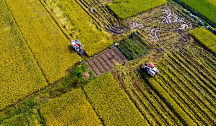 Farmers in Hedangtou village, Xinyu, east China’s Jiangxi province harvest crops with large machines, Oct. 3. Photo by Zhao Chunliang, People’s Daily Online