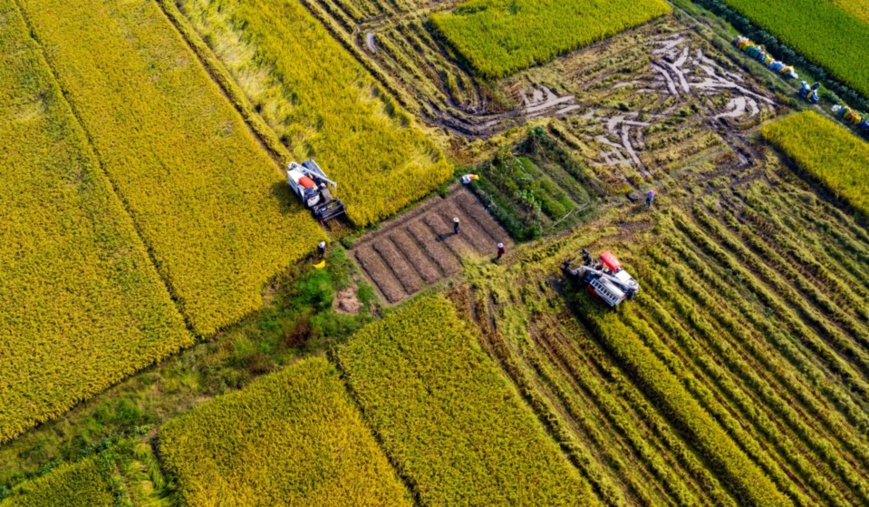 Farmers in Hedangtou village, Xinyu, east China’s Jiangxi province harvest crops with large machines, Oct. 3. Photo by Zhao Chunliang, People’s Daily Online Farmers in Hedangtou village, Xinyu, east China’s Jiangxi province harvest crops with large machines, Oct. 3. Photo by Zhao Chunliang, People’s Daily Online