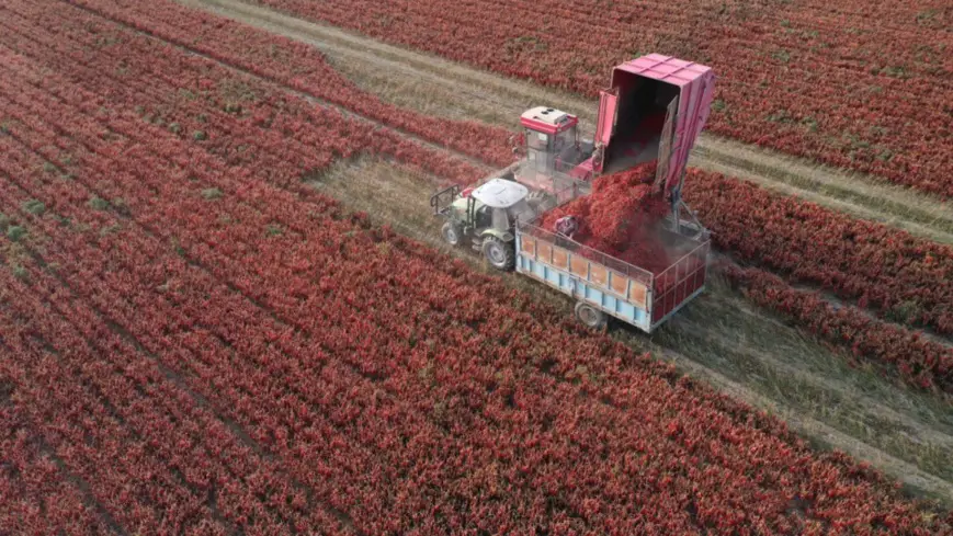 A harvester is working in a chili field in Bayingolin Mongol Autonomous Prefecture, Xinjiang Uygur Autonomous Region, Oct. 1. Photo by Chue Hurre, People’s Daily Online