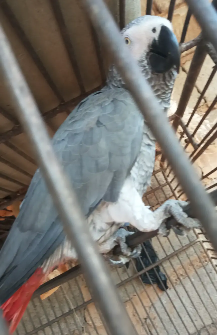 Cameroun/Yaoundé : Arrestation de deux trafiquants de perroquets gris