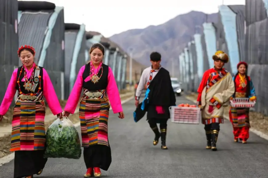 Farmers pick vegetables and fruits in Bainang county, Xigaze, southwest China's Tibet autonomous region. (Photo/Official WeChat account of the publicity department of Bainang county)
